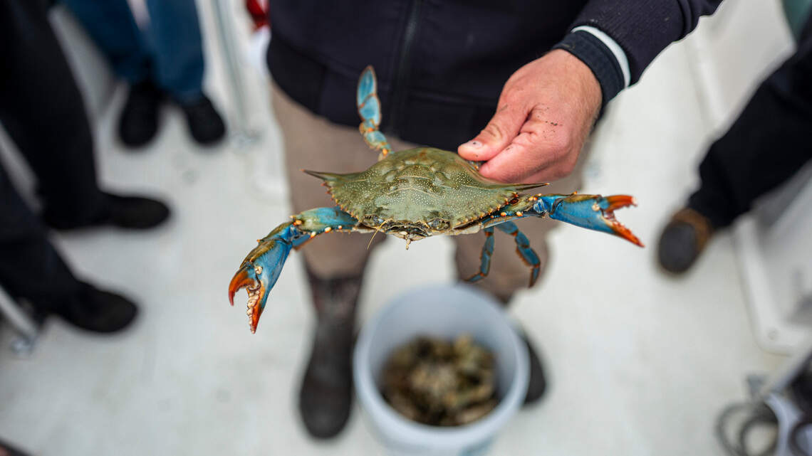 Seafood, cinema and St. Patrick’s Day: Check out these upcoming Beaufort County festivals