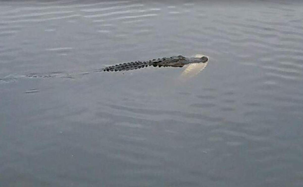 An alligator was spotted in a lake at Shipyard Golf Club with a large chunk of another alligator in its mouth on Tuesday.