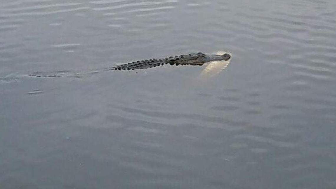 An alligator was spotted in a lake at Shipyard Golf Club with a large chunk of another alligator in its mouth on Tuesday.