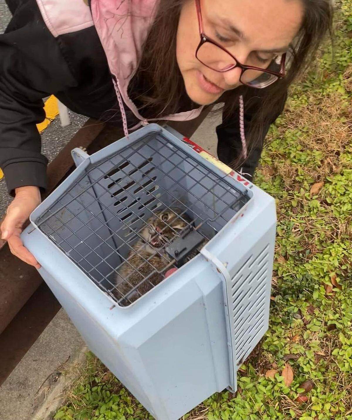 Laura Sterling capture an injured bobcat along Highway 170 in Okatie Tuesday morning.
