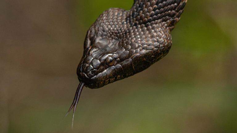 Where do SC snakes go in the winter? They don’t really disappear. Here’s what to know 