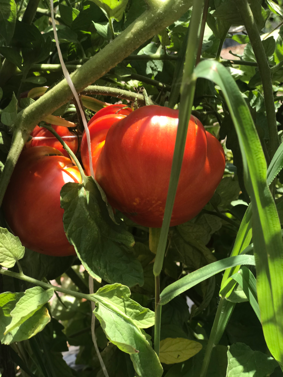 Heirloom tomatoes on the vine on St. Helena Island.