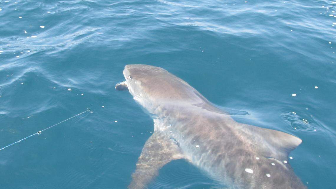Did you see that? Did ya? When the Gulf Stream, or the mountain stream, is like a dream