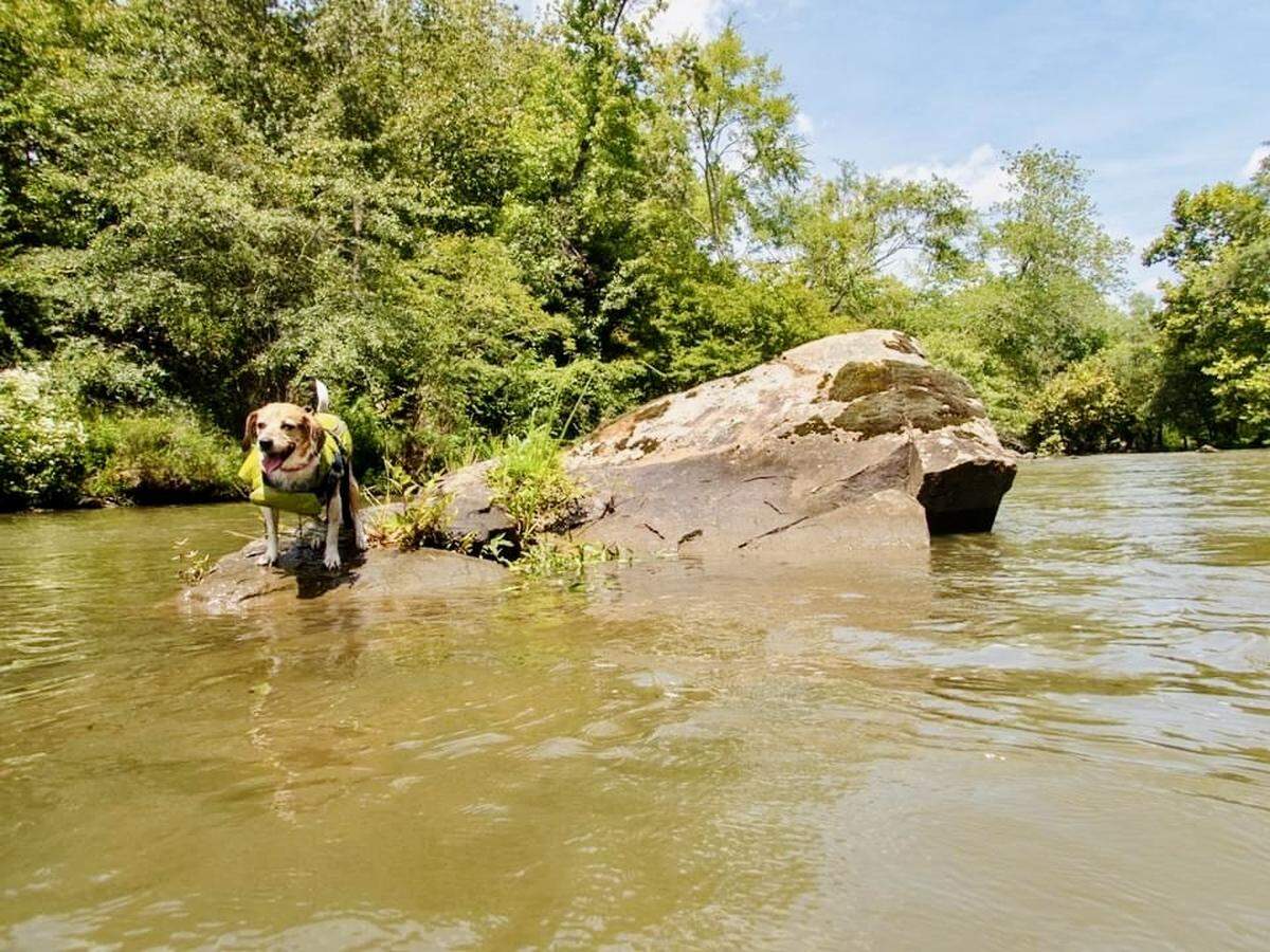 Lucy the beagle takes a break from swimming in the alligator-free waters of Stumpy Pond on the Catawba River to perch on a convenient rock. This destination, like the nearby town of Great Falls, is an island of adventure in a region in need of the boost. The picturesque waterways, the new whitewater park, and the historic town make this a fine day trip for Lowcountry visitors.