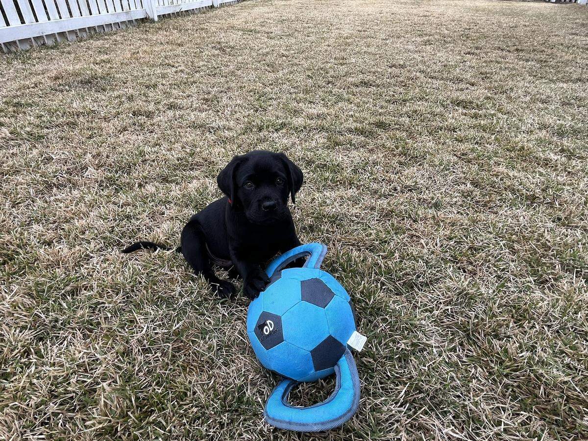 Lisa Morris’ new black lab, Forrest George Morris plays with a toy in Morris’ backyard on Harbor Island on Wednesday, Jan. 7. A friend helped bring Lisa and Forrest together after Lisa lost her beloved black lab Emily on New Year’s Day.