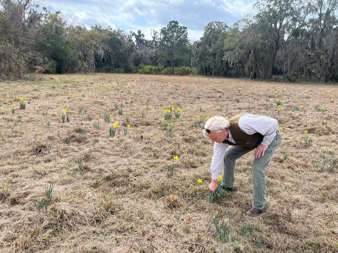 John Trask picks King Alfred daffodils Tuesday on Upper Cane Island in Beaufort, which was once home to a major flower farm where millions were picked, packed and shipped to grocery stores on the East Coast.