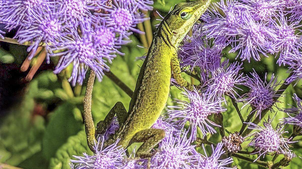 A green anole searches for prey among masses of blue mistflower.