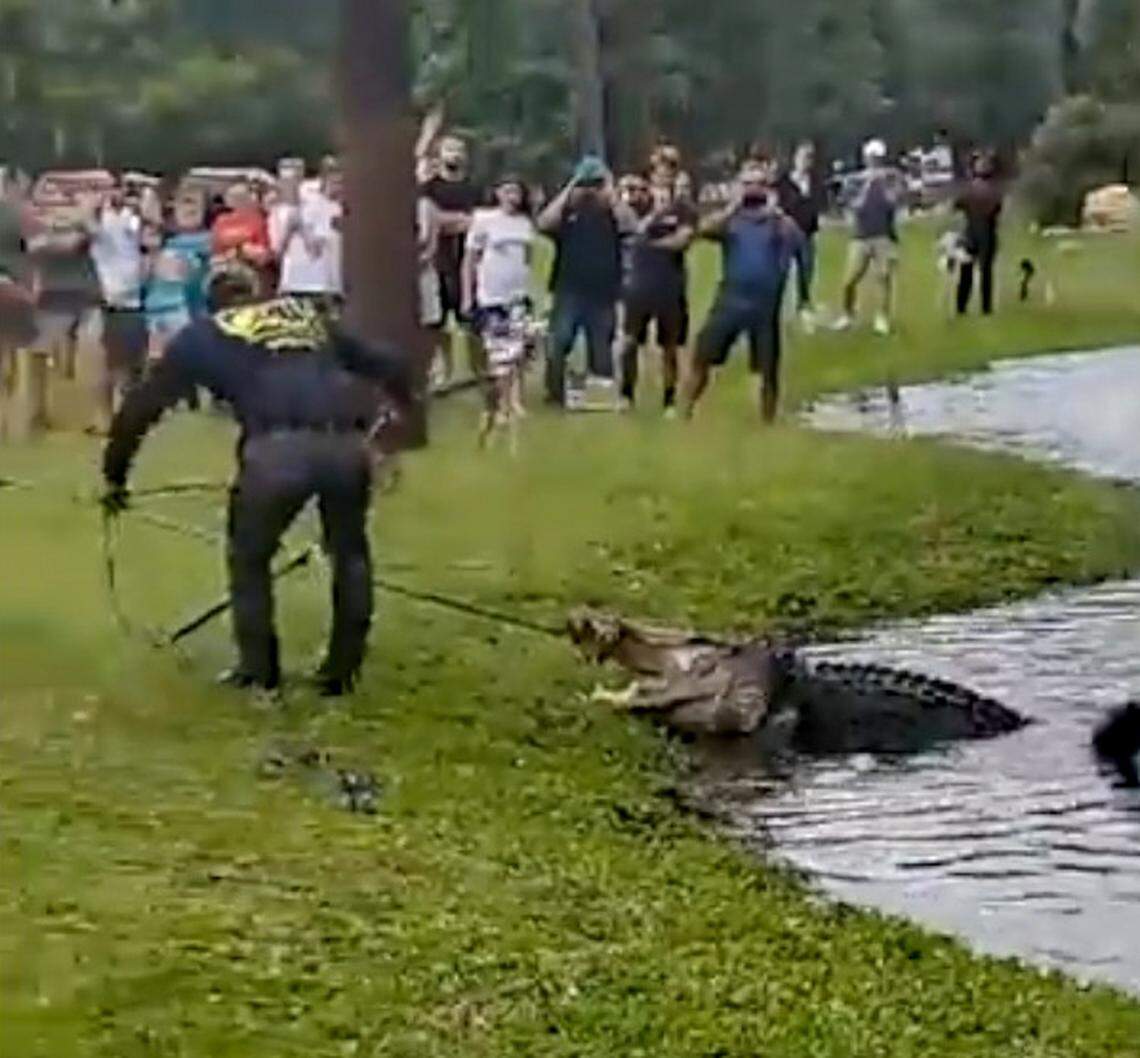 In this video screen capture, a large alligator is removed from a pond on Tuesday, May 26, 2020, near Legendary Golf on Hilton Head Island.