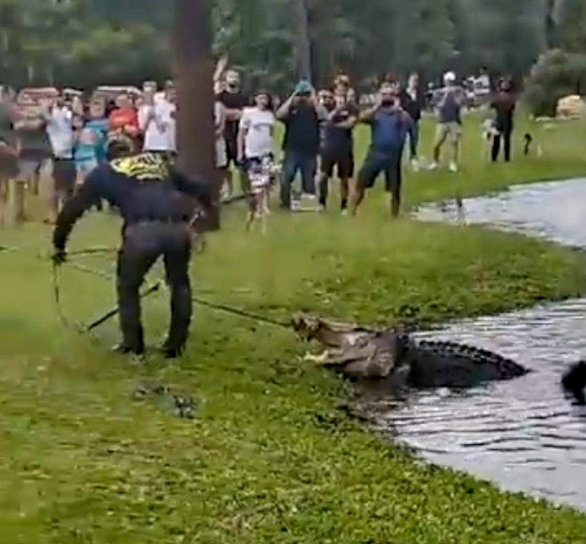 In this video screen capture, a large alligator is removed from a pond on Tuesday, May 26, 2020, near Legendary Golf on Hilton Head Island.