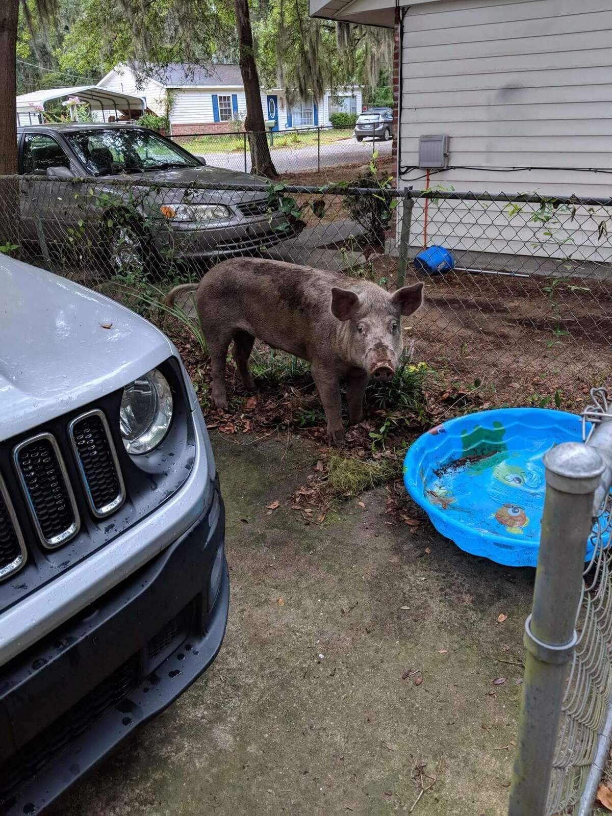 A hog looks at Kyla Singletary on Wednesday, July 4, 2018, in Port Royal, S.C.