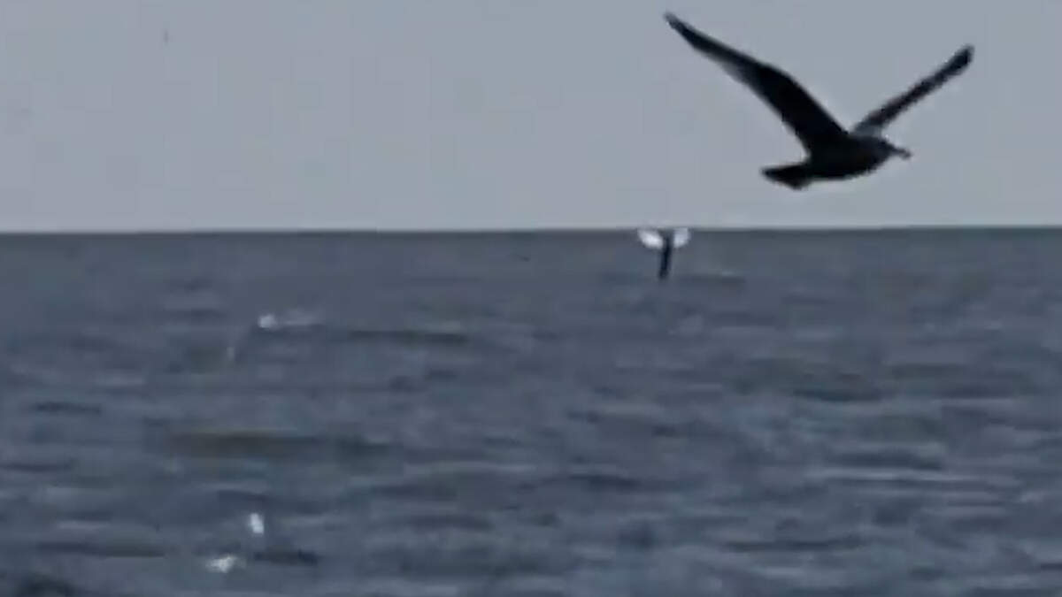 Humpbacks have white on the bottom of the flukes, or tails, marine experts say. This whale was spotted off the Lowcountry coast on Tuesday morning.