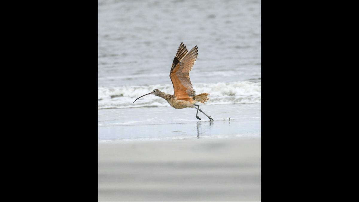 A long-billed curlew takes flight on Harbor Island. The rare visit by the bird with a long curved beak was a thrill for local bird watchers.