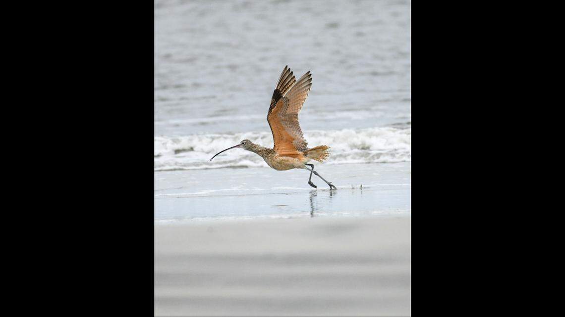 Shorebird with ‘comically long’ beak makes rare Lowcountry stop. ‘Oh. My. Goodness.’