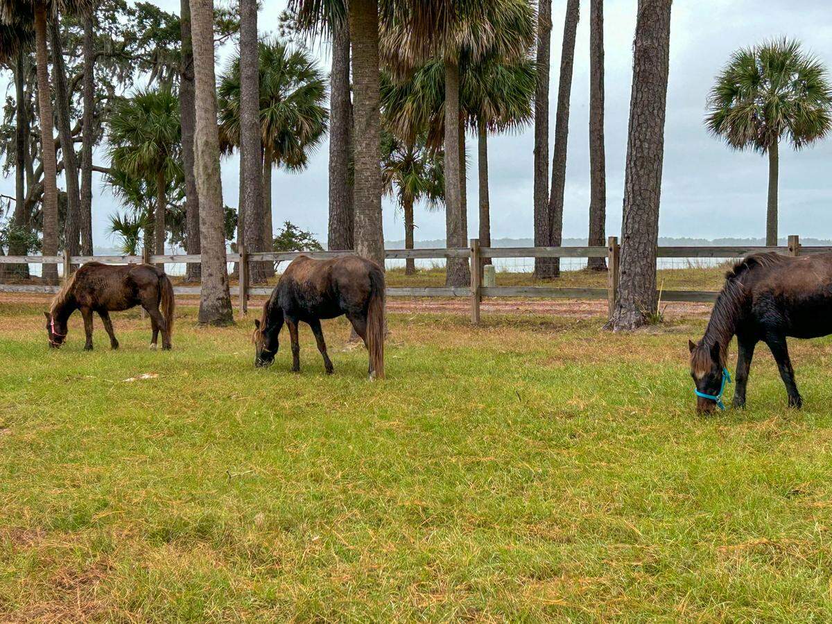 Seven marsh ponies were captured and placed in foster care at two farms. In this handout photo are a few of the marsh ponies at their new home in Bluffton, the others went to a farm in Yemassee, South Carolina.