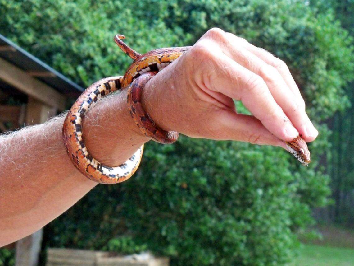 A harmless corn snake, coiled around Harry Tanner Jr.’s arm, has distinctive rows of alternating black and white marks in a checkerboard pattern.