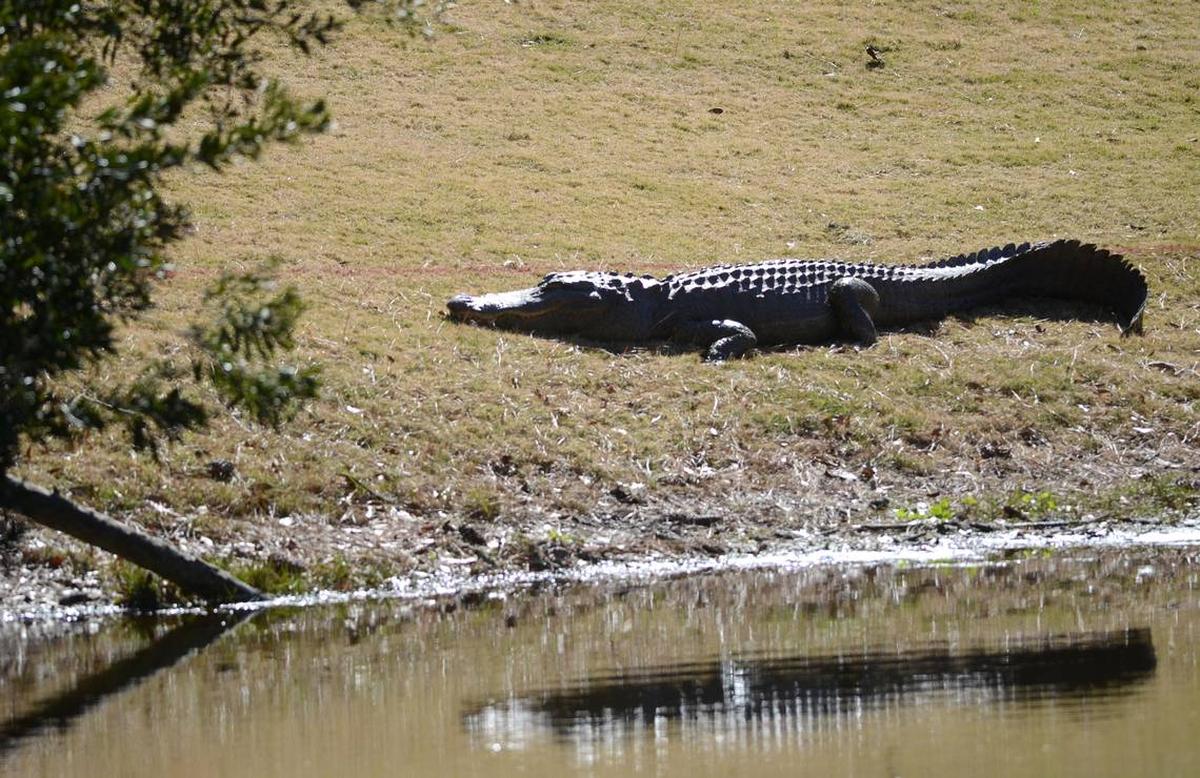 An alligator suns itself at Jarvis Creek Park on Hilton Head Island.
