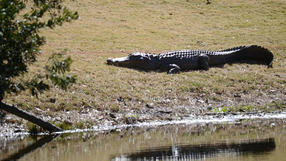 File Photo: An alligator suns itself at Jarvis Creek Park on Hilton Head Island.