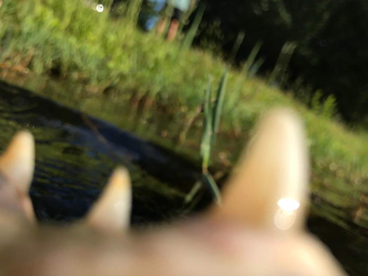 An alligator takes a photo with its mouth on Clay Porlina’s phone on May 9 at Rose Hill Plantation in Bluffton. The gator snatched the phone from the bank where Porlina was fishing and chomped on it, taking photos, before dropping it in the water.