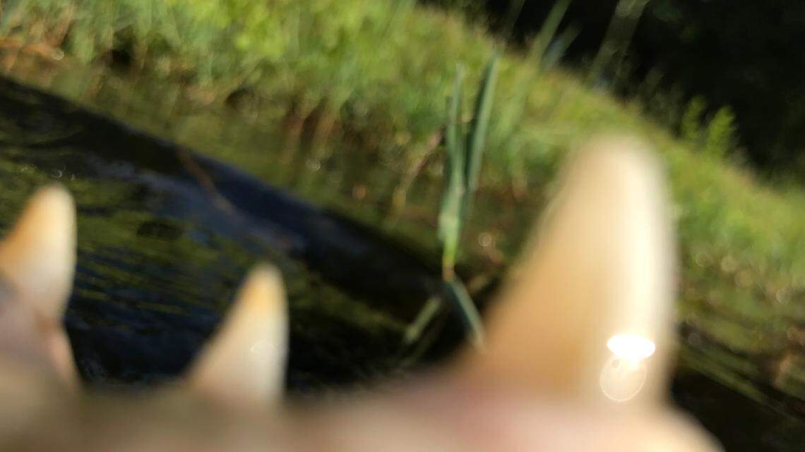 An 8-foot alligator took this photo with its mouth in Bluffton. How it happened