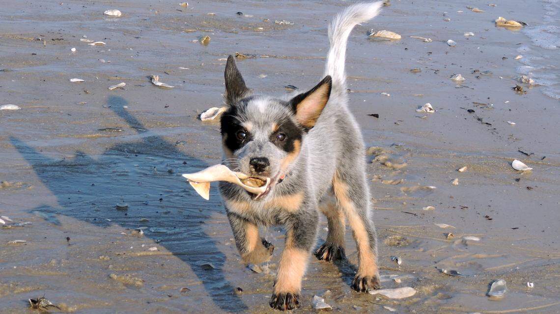 Town will ban dog access on part of popular Hilton Head beach to start renourishment