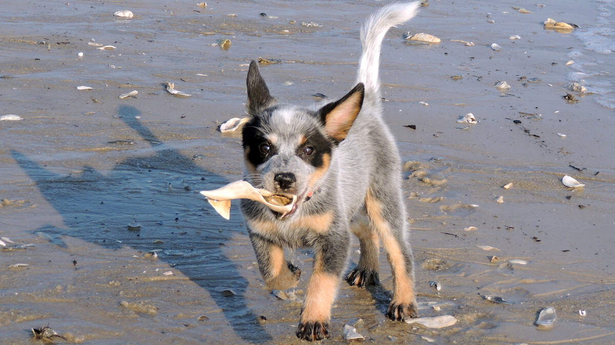 Shasta visits a Hilton Head beach.