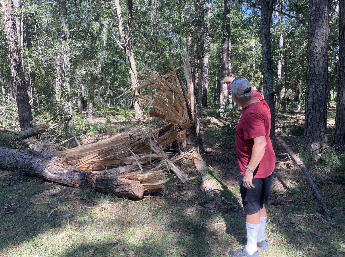 Ron Angle, owner of Daufuskie Carts, points out the damage to a living tree on the side of Martin-Angel road in Melrose.
