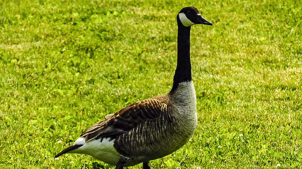 Canada Geese are common at parks, golf courses, and other habitats shared with humans.