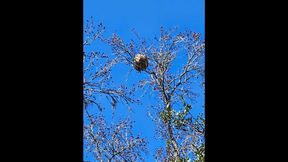 A nest of yellow-legged hornets the size of yoga ball was found in a sweetgum tree in Southside Park.