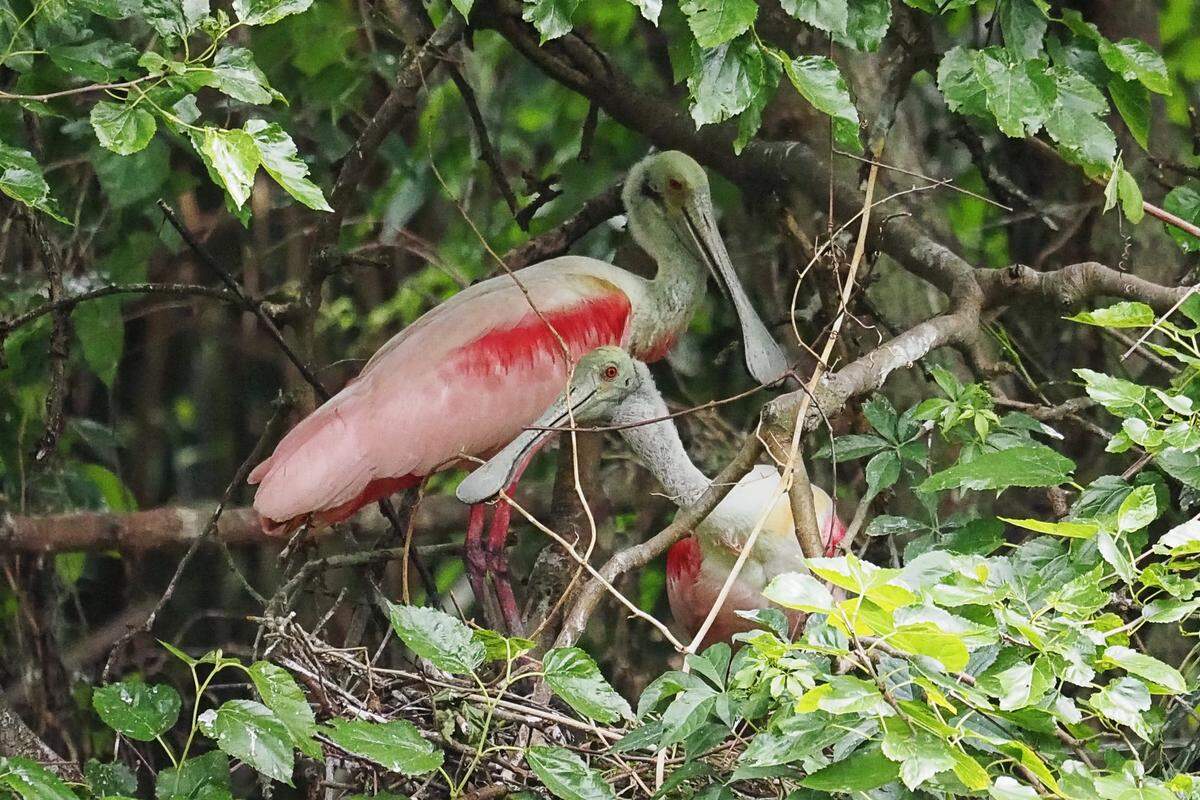 A pair of nesting spoonbills relax at the rookery in Indigo Run.