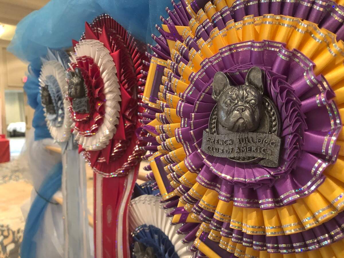 Winners’ ribbons are displayed Tuesday at the French Bull Dog Club of America’s National Specialty show on Hilton Head.