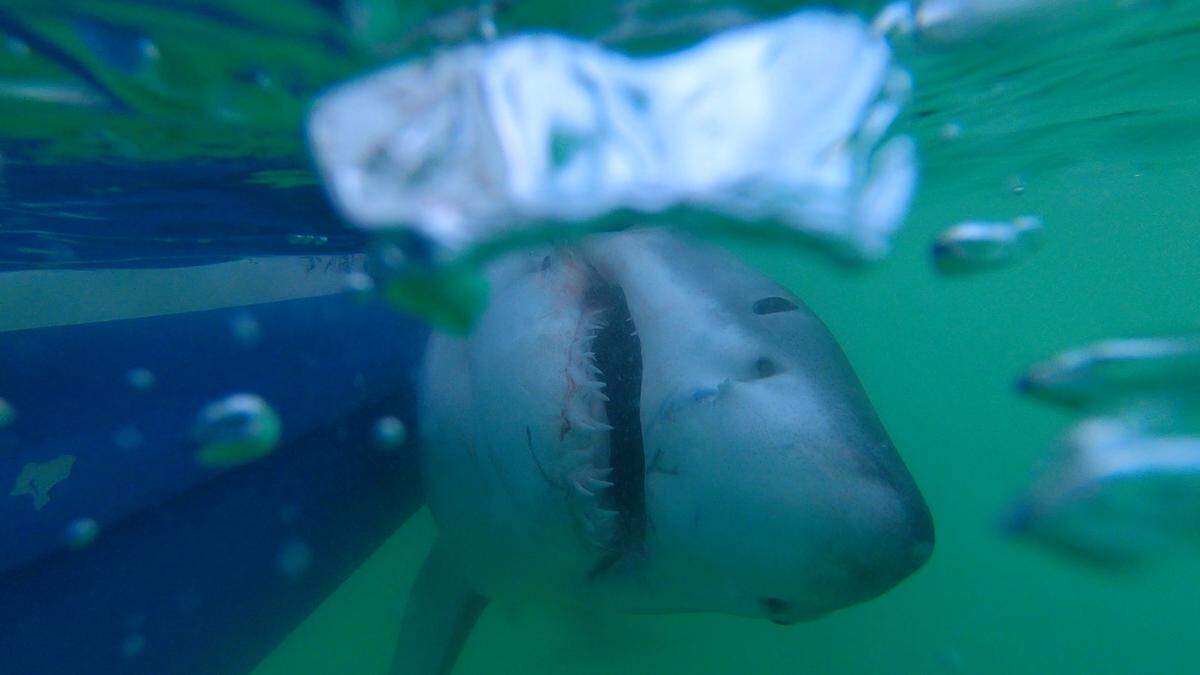 Under 1,000 pounds, pictured underwater, the great white was caught, tagged and released a few miles from Hilton Head Island on Monday, March 28, 2022.