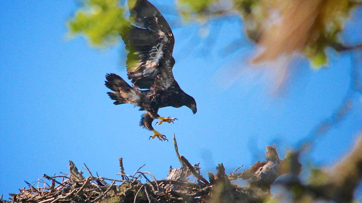 A bald eagle nest could delay a Bluffton community plans to upgrade its riverbanks.