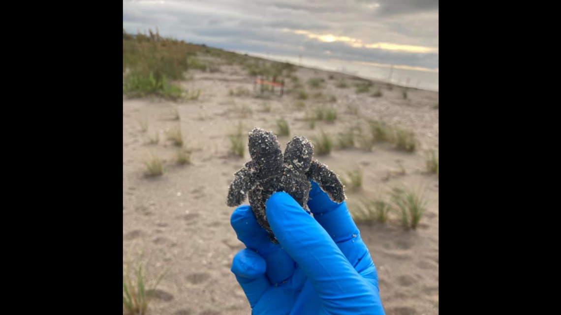 This two-headed baby sea turtle was discovered on a South Carolina beach. It’s chances of survival are low.