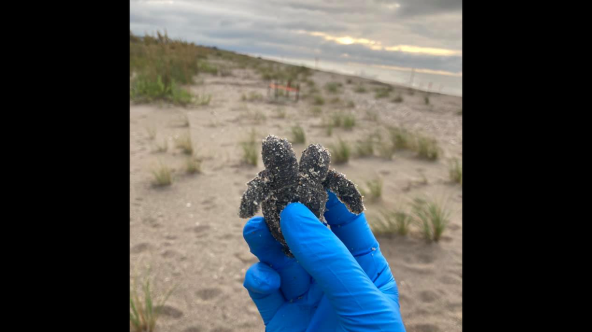 This two-headed baby sea turtle was discovered on a South Carolina beach. It’s chances of survival are low.