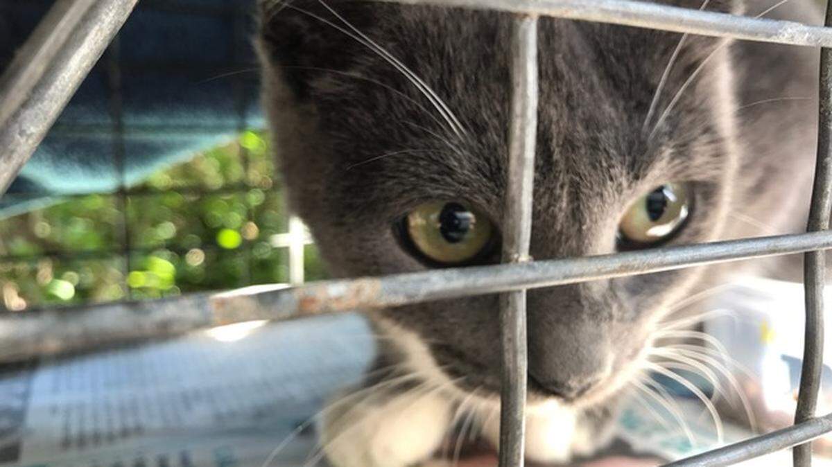 This female feral cat, shown here when she was trapped to be spayed and inoculated, nears death as volunteers try to capture it on Hilton Head Island, S.C.