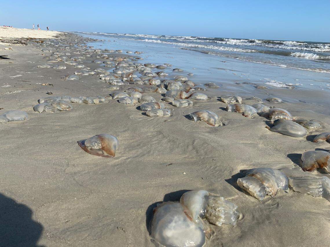 For more than a mile, cannonball jellyfish cluttered the shore in Sea Pines on Hilton Head Island in 2019.
