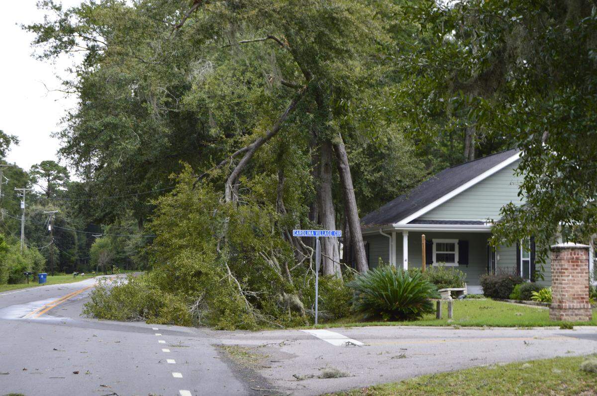 A tree branch lies on the ground near Carolina Village Circle in Beaufort after Tropical Storm Michael passed through the county on Thursday, Oct. 11.