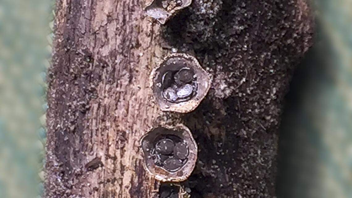 Bird’s nest fungus a pretty sight in the Lowcountry woods, if you take the time to notice