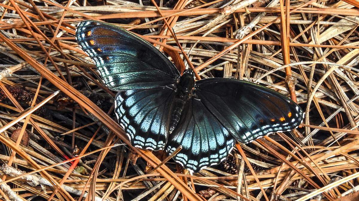 The Red-spotted Purple butterfly has velvety, bluish-black, iridescent wings.