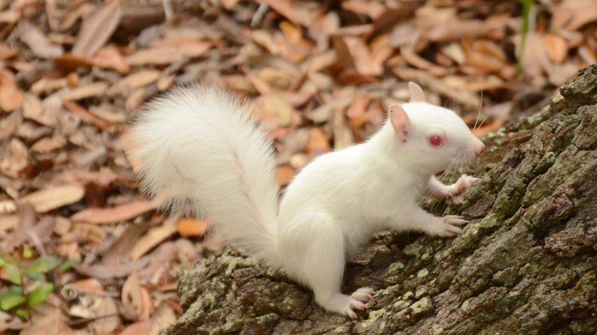 A white squirrel, photographed May 1, 2014, lives in a knot hole with several other squirrels in reader John Housely's yard on Polawana Island, St. Helena. He says it likes to come out and eat seed that spills from the bird feeder.