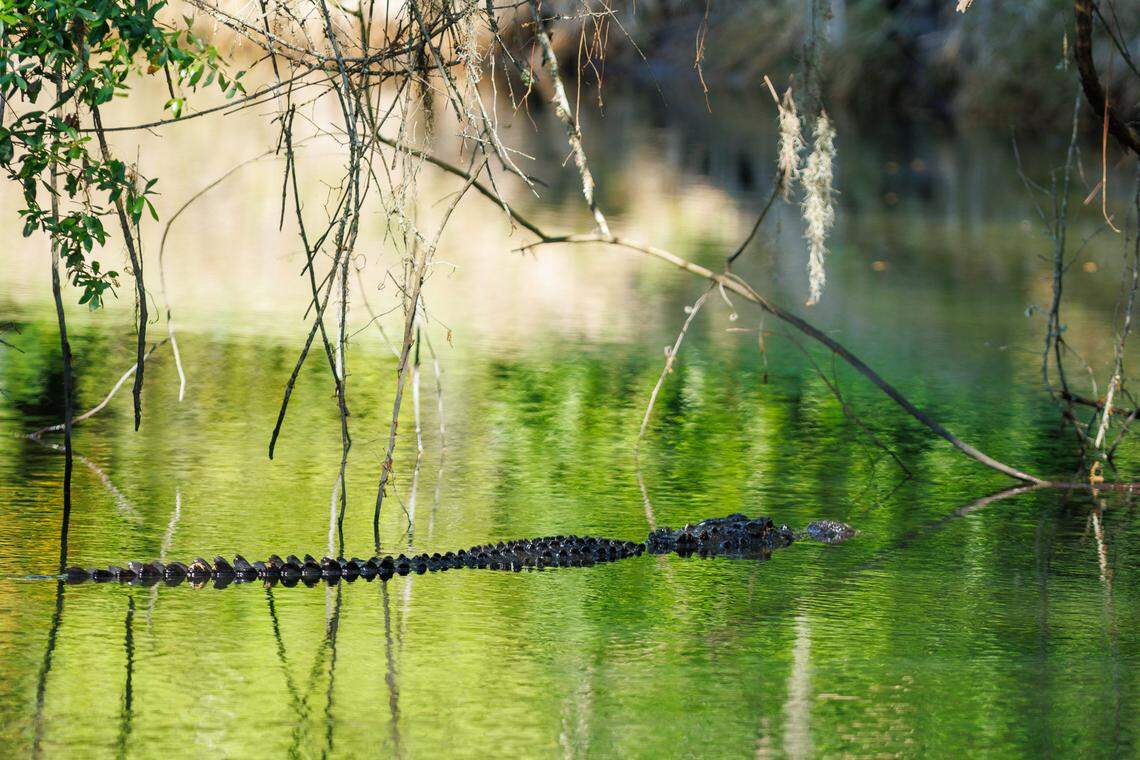 A large alligator swims through a lagoon alongside the Harbour Town Golf Links on April 16, during the first round of play at the RBC Heritage.