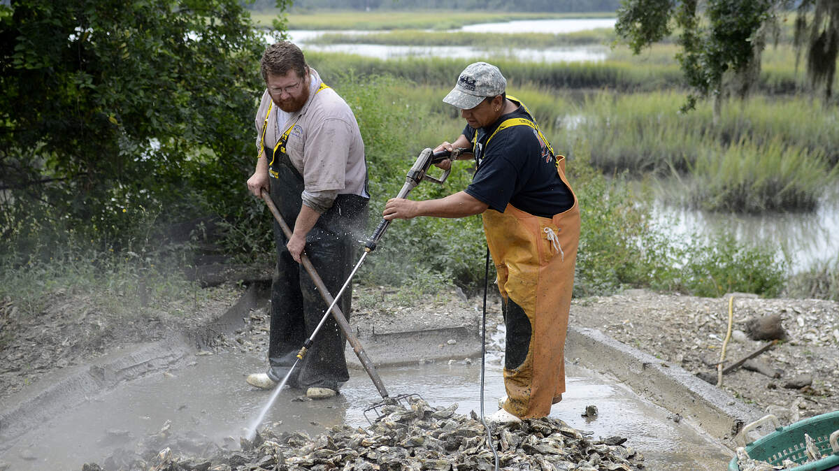 Sea Eagle Market owner Craig Reaves, left, and Jose Miridan, right, clean the mud off of freshly caught oysters behind Sea Eagle Market on Thursday afternoon in Beaufort.