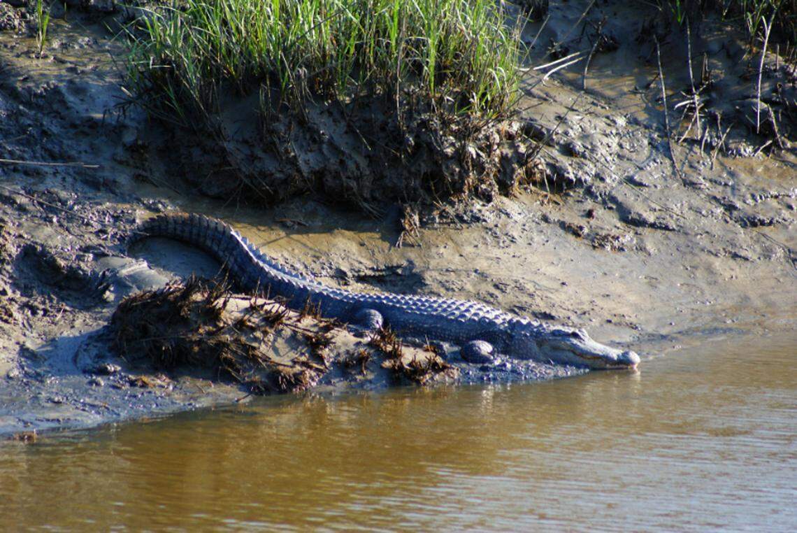 A large alligator makes himself at home on the banks of Stoney Creek while enjoying the sunshine.