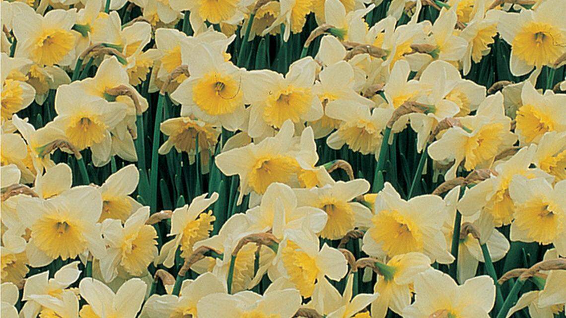 It's autumn, let the planting begin