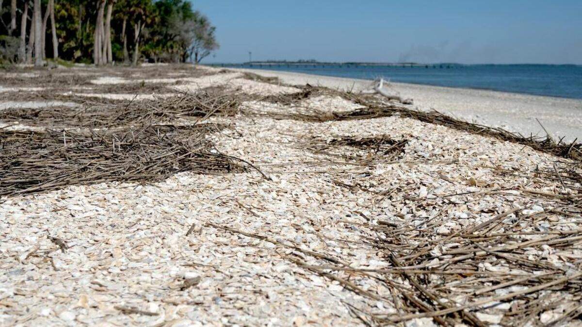The private beach at Coffin Point has shell rakes, several feet thick in several locations, that line the high tide mark that overlooks St. Helena Sound. The McTeer family wants the Coffin Point homeowners to gain control of the beach that is currently under the ownership of the McTeers. The homeowners association is seeking monetary donations to pay the legal fees for the transfer.