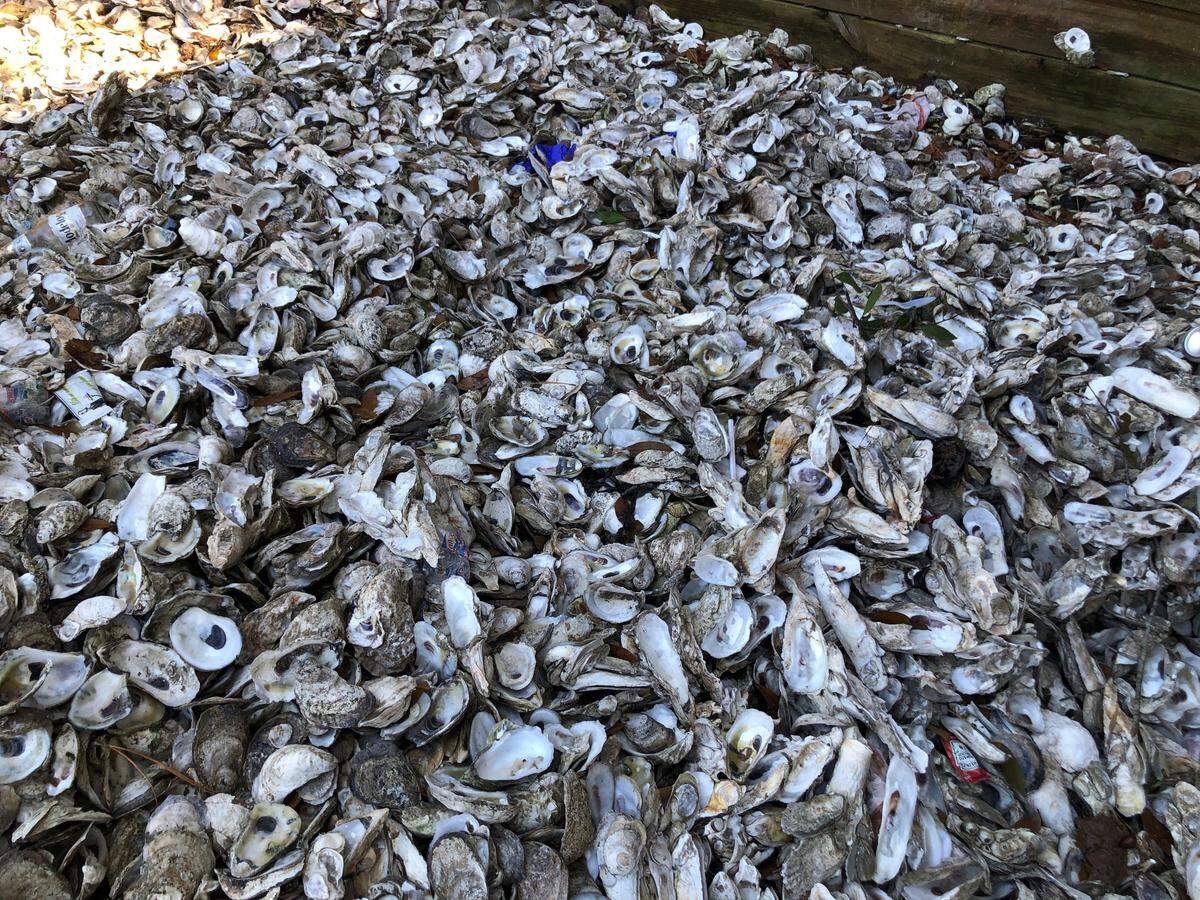 Shucked oyster shells in Bluffton at H. E. Trask, Sr. Boat Landing on Dec. 18, 2020.