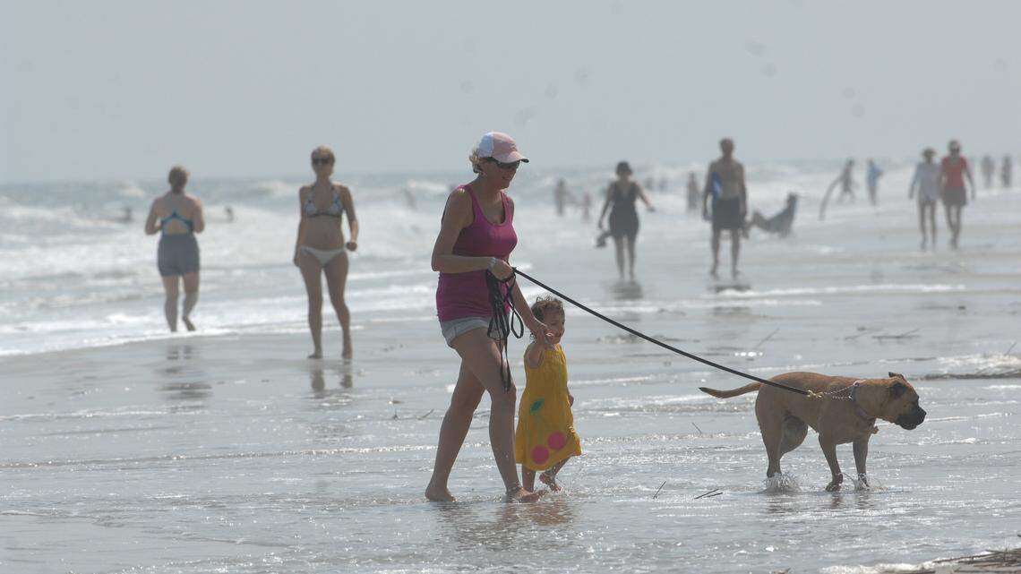 Beaches are dog-friendly