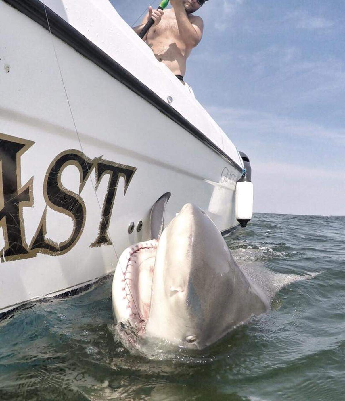 This bull shark was caught and released off the Hilton Head coast.