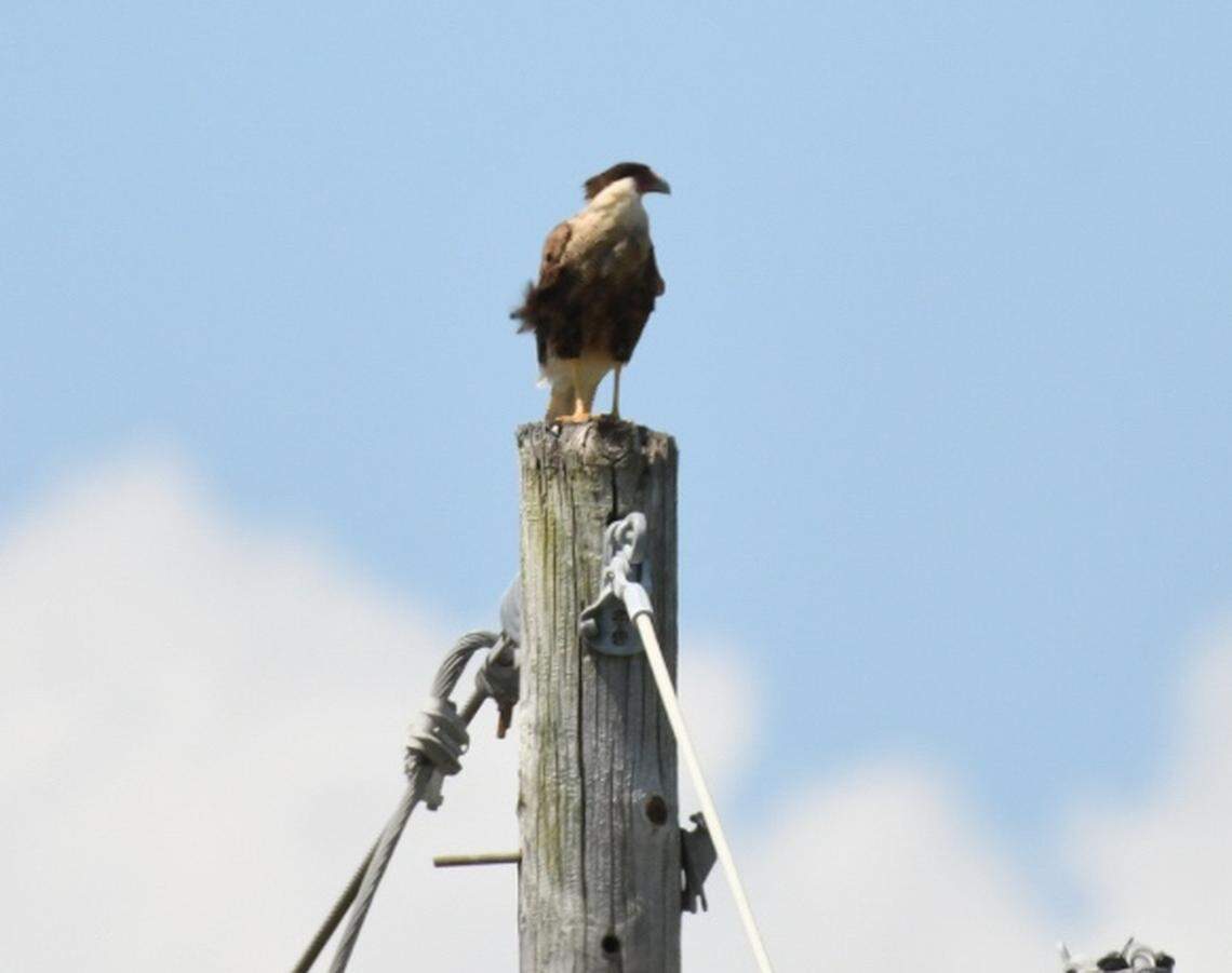 A Crested Caracara, a falcon with long legs and distinctive colors that’s native to South and Central America, perches on a power pole along the Sea Island Parkway on Harbor Island. It was the first confirmed sighting of the falcon in South Carolina since 2015.