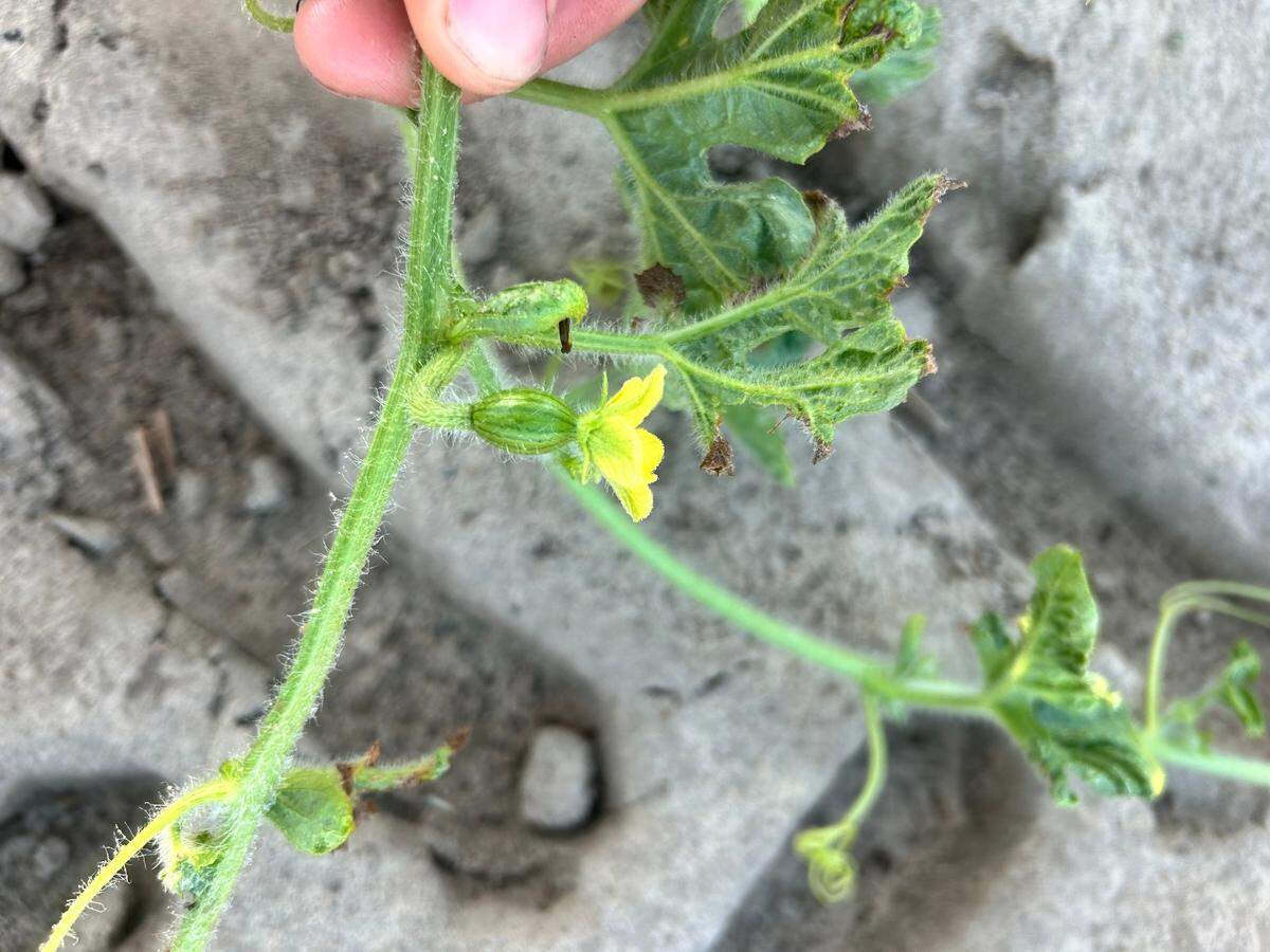 A tiny St. Helena Island watermelon is seen in the beginning stages of growth.